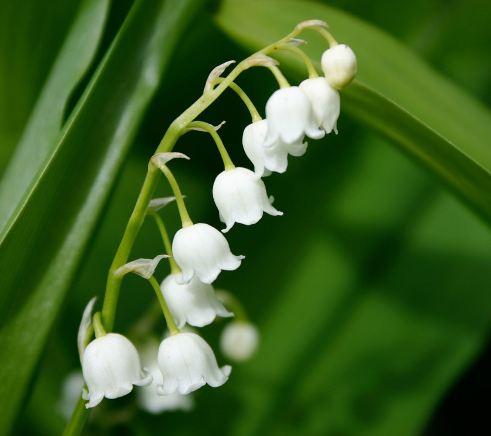 lily of the valley